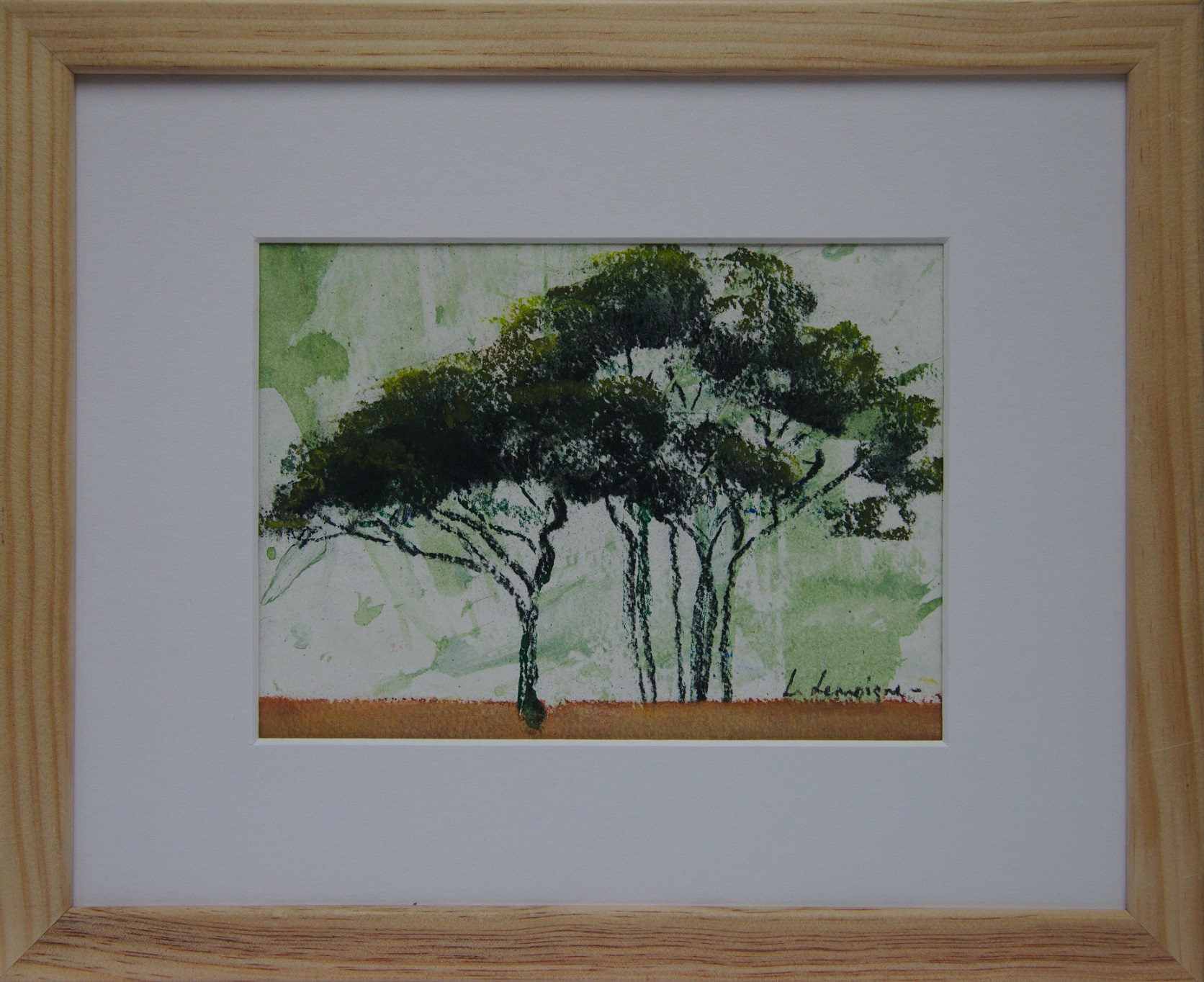 Pinus pinea 14, 14x19-24x30cm