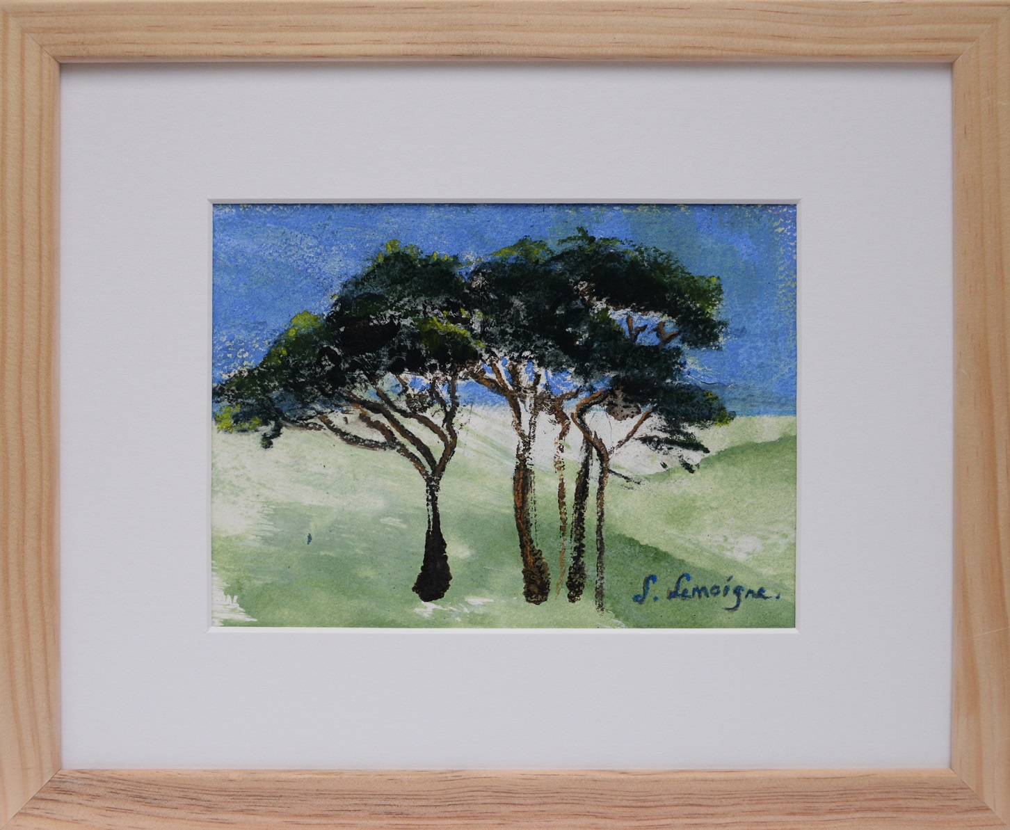 Pinus pinea 15, 13x19-24x30cm