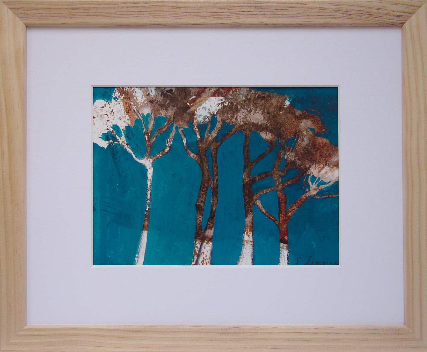 Pinus pinea 6 - Copie